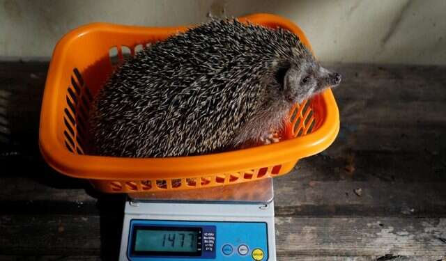 Sherman Israeli zoo puts obese hedgehogs on a diet and exercise regime