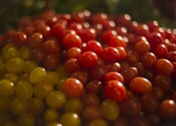 Israeli company says it has developed tiniest cherry tomato