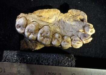 Jawbone found in Israel may reset timeline of human evolution