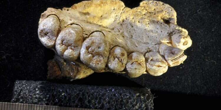 Jawbone found in Israel may reset timeline of human evolution