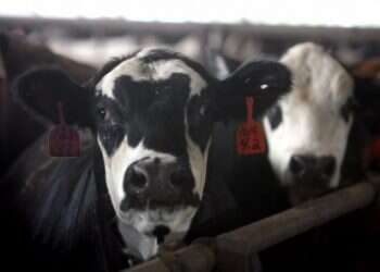 Jews alarmed as Poland considers limiting kosher slaughter