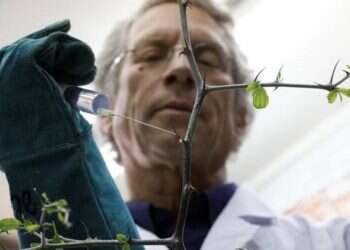 Jesus' 'crown of thorns' tree may help to fight climate change, researchers say