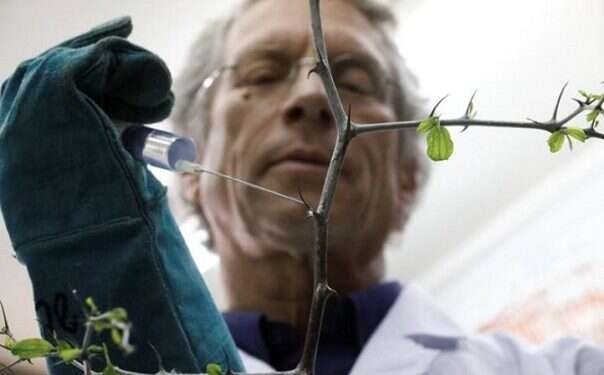 Dr. Shabtai Cohen holds a water syringe to a thorny branch of the Christ's thorn jujube tree in his laboratory Jesus' 'crown of thorns' tree may help to fight climate change, researchers say