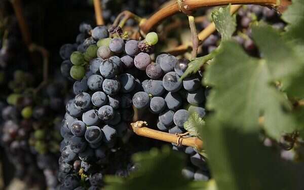 The Judea region has unique wine grape-growing characteristics and quality Local council seeks to trademark Judea as official winemaking region