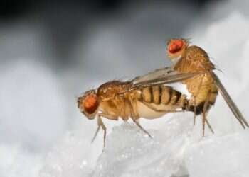 Israeli researchers abuzz about orgasmic fruit flies