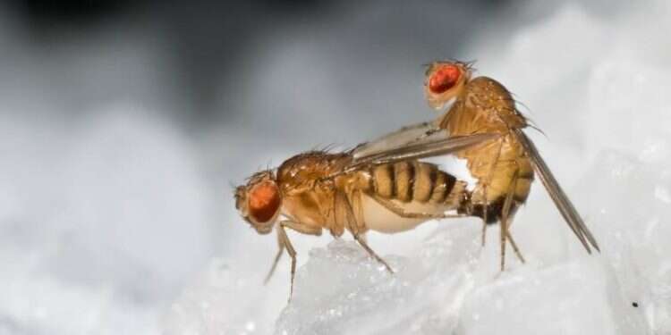 Israeli researchers abuzz about orgasmic fruit flies