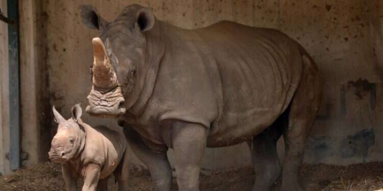 The newborn baby rhino at the Ramat Gan safari |