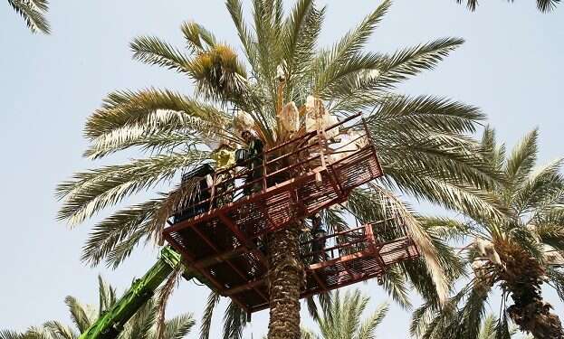 Date picking in the Jordan Valley Israeli farmers take fight against BDS to consumers