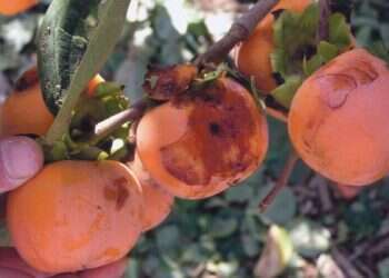 Extreme weather wreaks havoc on Israeli agriculture