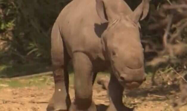 The female rhino was born on Dec. 30 Young rhinoceros enjoys a sunny day at Israeli zoo