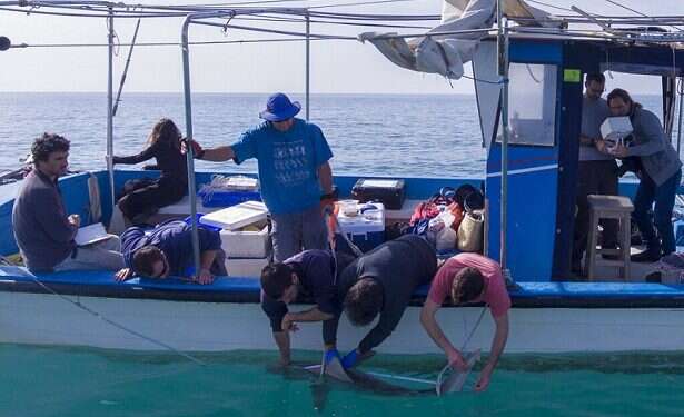 Researchers get chummy with sharks off coast of Hadera