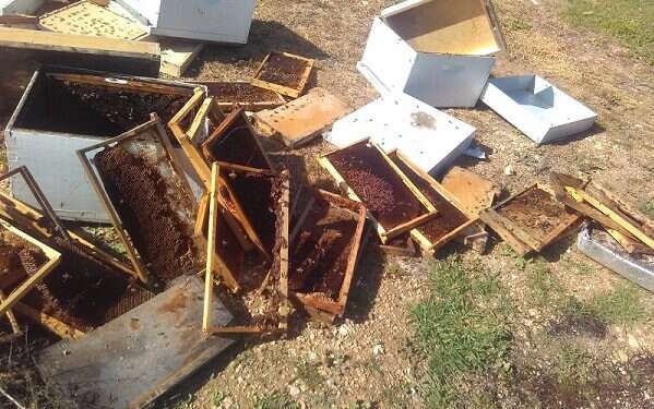 Beekeepers losing hundreds of hives to 'agricultural terror'