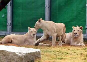 Beersheba zoo becomes first in Israel to get rare white lions