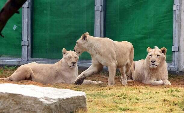The young lions are probably the first of their kind to be seen in Beersheba in about 700 years Beersheba zoo becomes first in Israel to get rare white lions