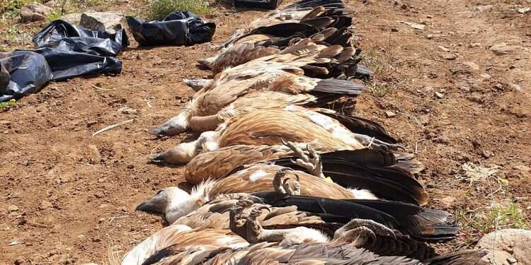Nearly half of griffon vulture population in Golan killed in apparent poisoning