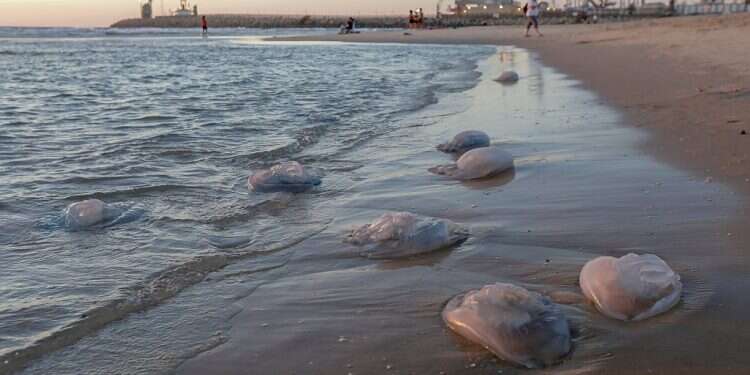 Marine biology experts unpack Israel's jellyfish problem