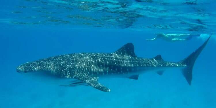 Shark spotted having a whale of a time near Eilat
