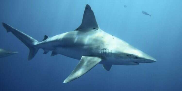 Avoiding stormy seas, sharks fish around Israeli waters