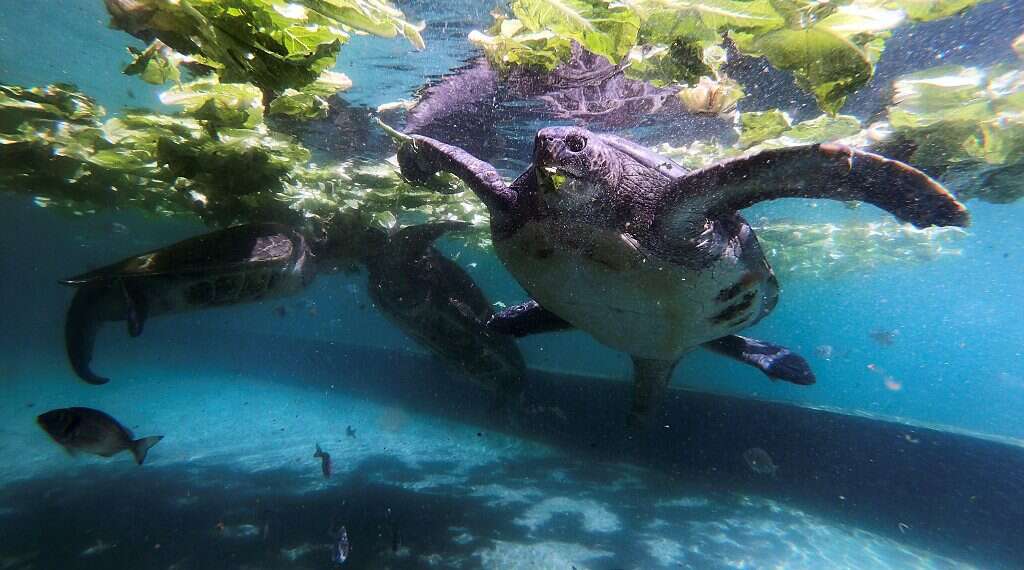Do turtles breed in captivity