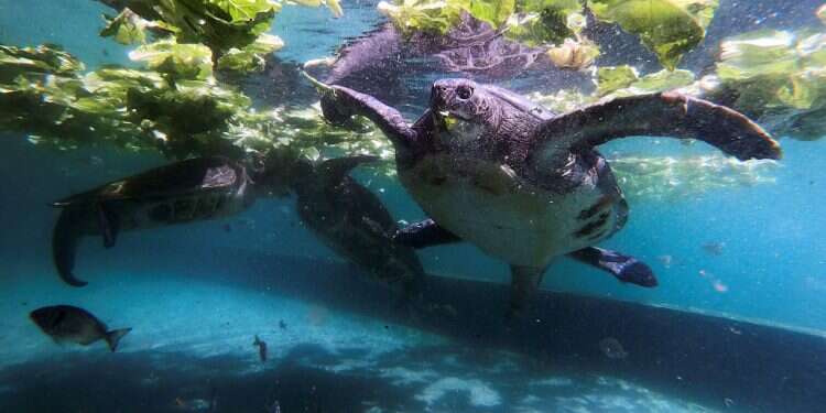 Endangered turtles bred in captivity in Israel to help save species