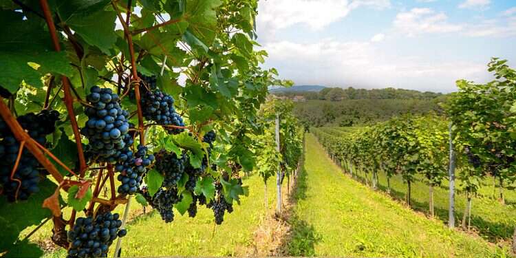 Canada to appeal decision against 'Made in Israel' wine