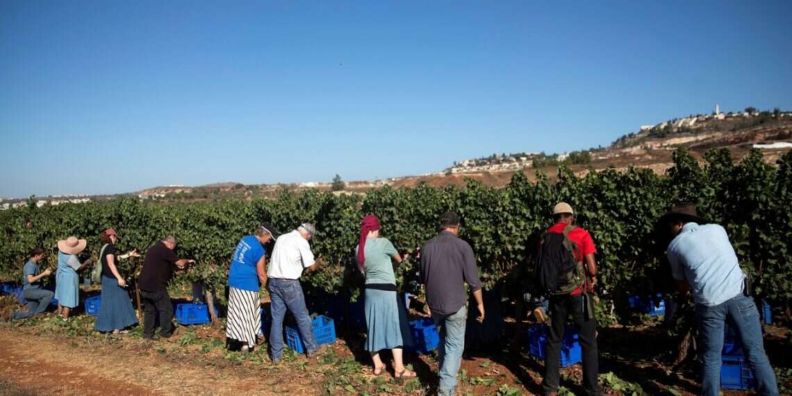 Volunteers for the US-based Christian group HaYovel harvest grapes at a vineyard on the outskirts of Har Bracha Christian evangelicals harvest grapes in settlement of Shilo