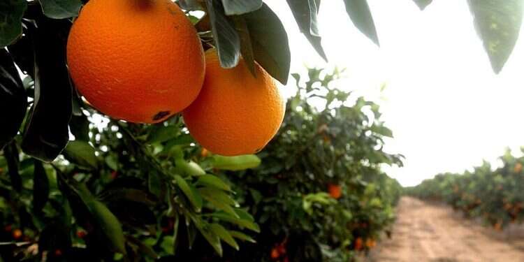 A mature orange tree bears fruit Jewish group planting 'trees of life' to honor synagogue shooting victims