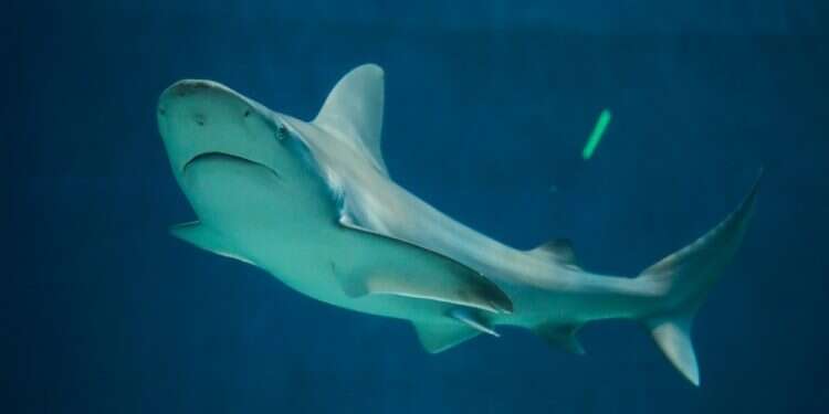 Man survives rare shark attack off Hadera coast ... this time