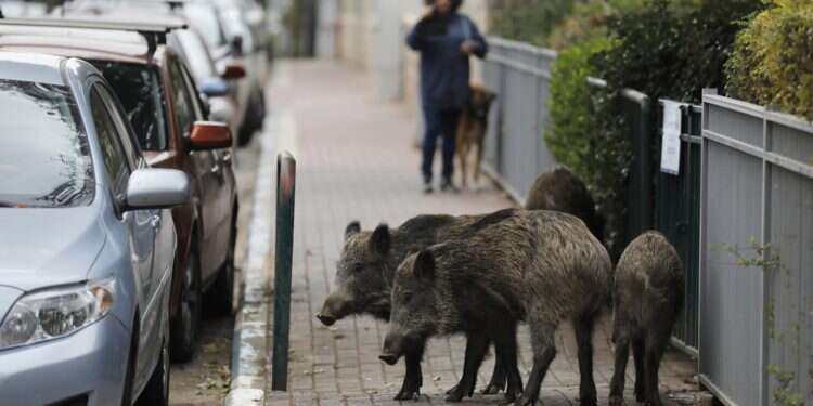 Boars go wild in Haifa as residents lament 'living in a jungle'