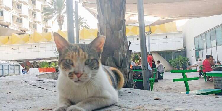 Israelis united in sympathy for cat after unprovoked brutality