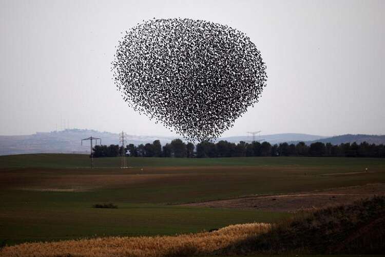 Migrating starlings put on dazzling show in southern Israel - www ...