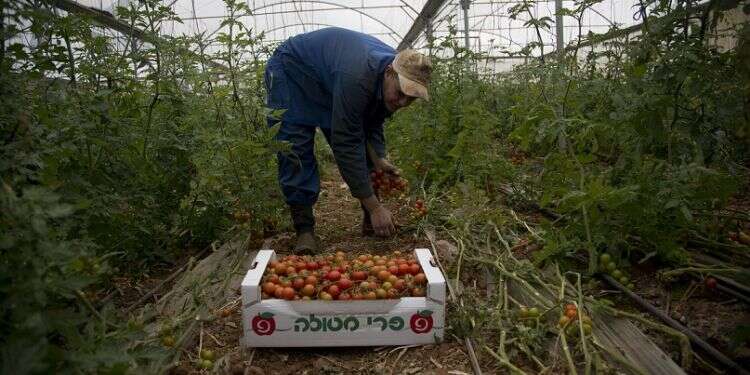 Israel, Palestinians defuse agricultural trade crisis