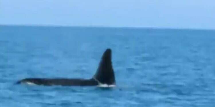 Rare killer whale spotted off Israel's northern coast