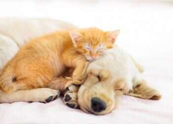 Coronavirus, Rex, and Fluffy: Everything you need to know