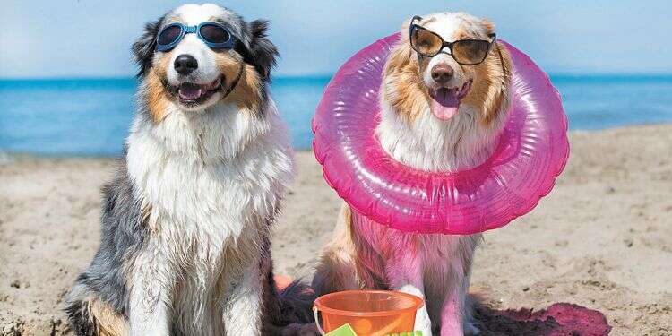 Dogs sit on a beach Revealed: This was the most popular name for Israeli dogs in 2019