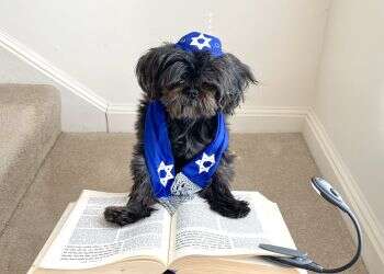 Sophie the dog's 'bark-mizvah' drives social media wild