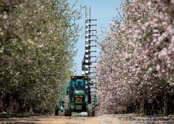 Mechanical pollinator helps Israeli farmers cope with declining bee population