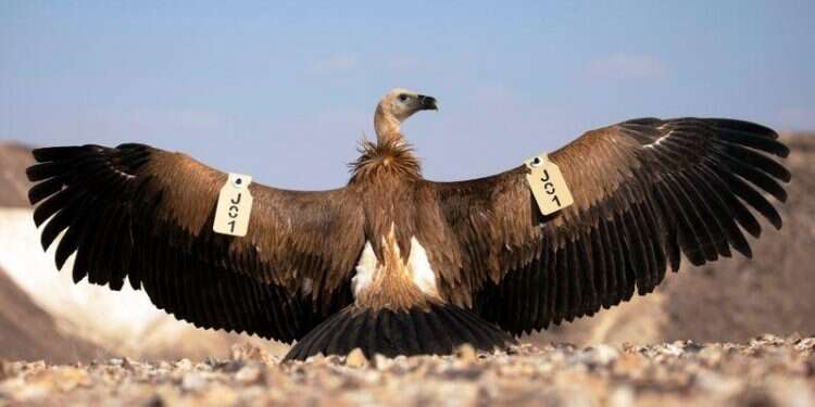 A griffon vulture spreads it wings bearing its tracking tags as it prepares to fly after it was temporarily captured as part of a national project to protect and increase the population of the protected bird in Israel Israel's griffon vultures get new lease on life