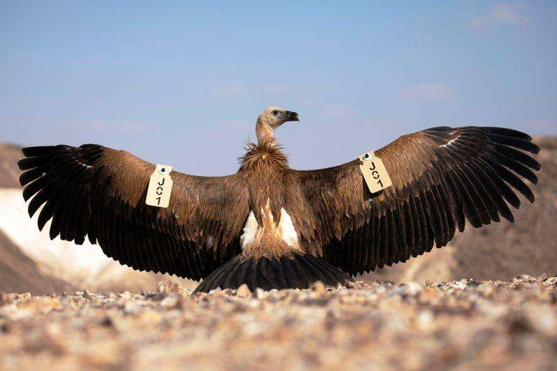 Israel S Griffon Vultures Get New Lease On Life Www Israelhayom Com,Can You Freeze Mushrooms