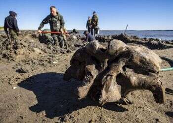 Well-preserved mammoth skeleton found in Siberian lake