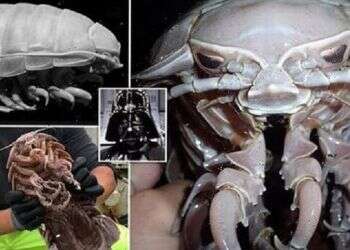 'Darth Vader of the Seas' found off Indonesia's shores