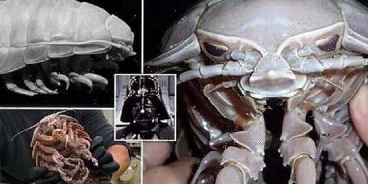 'Darth Vader of the Seas' found off Indonesia's shores