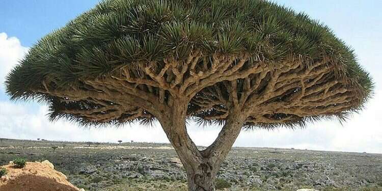 Socotra Island, Yemen Report: Israel, UAE setting up spy bases in Yemen