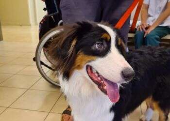 Man's best friend helps severely injured soldier beat the odds