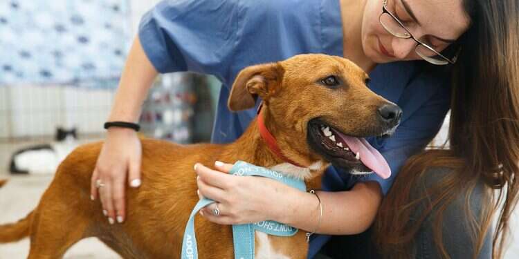 Good boy! Can dogs sniff out COVID carriers?  
