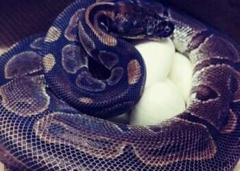 St. Louis Zoo says python laid 7 eggs without male help