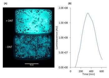 E. coli mutations can help locate land mines, research shows