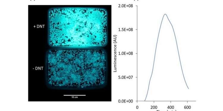 E. coli mutations can help locate land mines, research shows