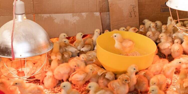 Chicken sex change startup makes finals of NY agro-tech competition