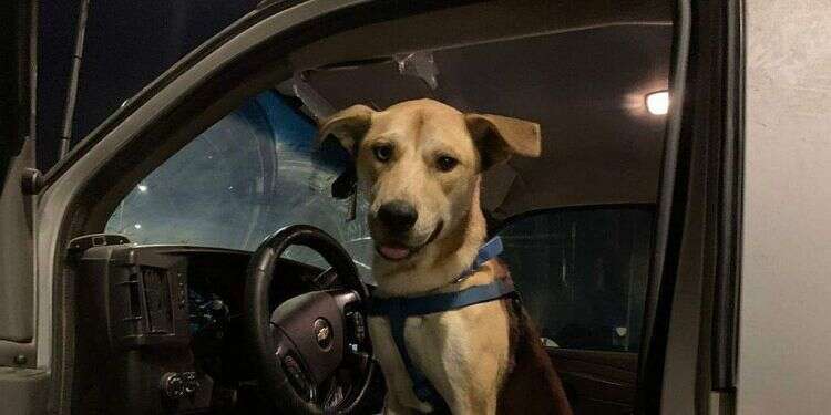 Online footage of abused dog leads to arrest, indictment of man